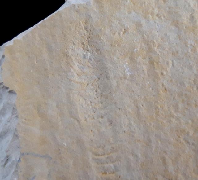Rollspur eines Ammoniten (Perisphinctes) + Schleifspur indet. - Bild © FossNet FossilienStore